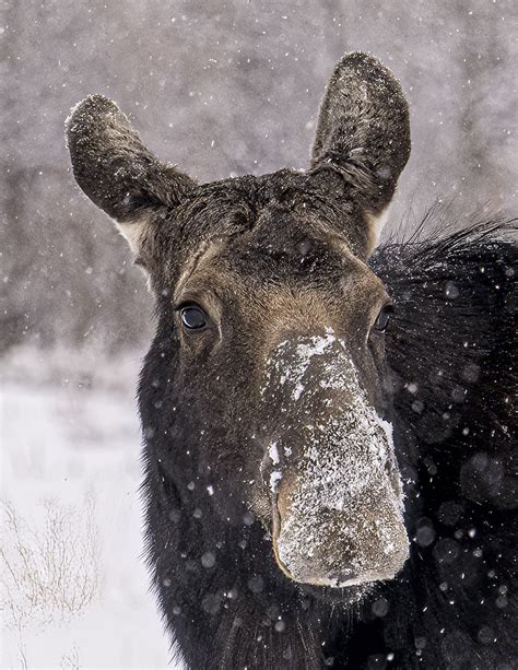 Snowy Moose - Photography & Fine Art | Wildlife & Travel