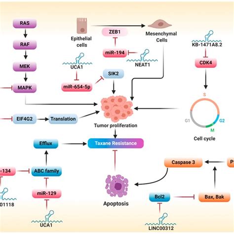 Major Lncrnas Involved In Taxane Resistance Linc01118 And Urothelial