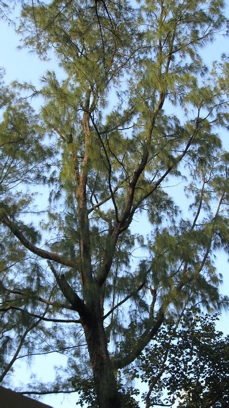 Cosmic Poetic Vision: Our Casuarina Tree by Toru Dutt