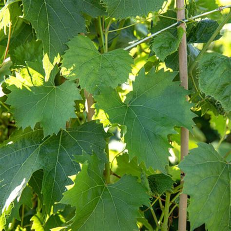 Mein schöner Garten Bio Weinrebe Regent ansehen