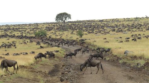 Days Wildebeest Calving Safari Sungura Safaris