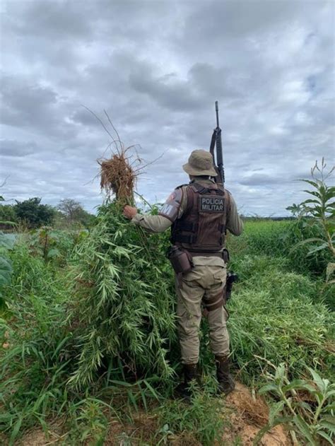 Pol Cia Militar Da Bahia Erradica Mais De Mil P S De Maconha