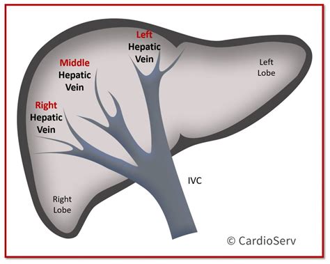 Hepatic Veins 101 Cardioserv