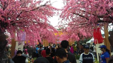 Tak Perlu Ke Jepang Di Sini Juga Ada Sakura Bermekaran