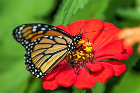 Monarch Sipping Nectar From Red Flower 2327 Rotary Botanical Gardens