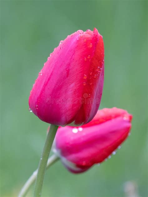 Red Tulips after Rain with Raindrops Stock Image - Image of nature ...