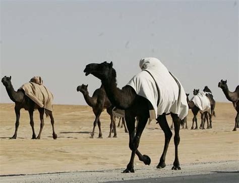 UAE camel festival keeps culture alive | Arts Culture – Gulf News