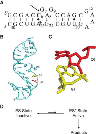 Coupling Between Conformational Dynamics And Catalytic Function At The