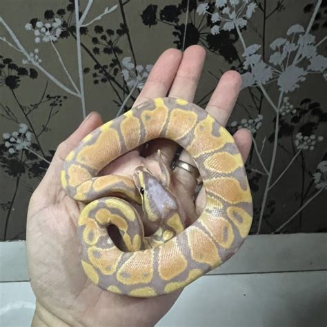 jual ball python pastel banana male shopee indonesia