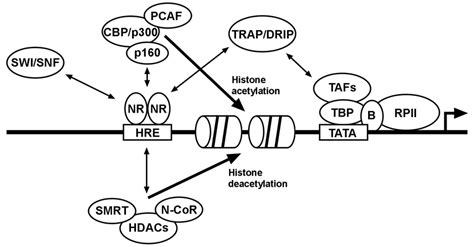 A Model For Nuclear Receptor Nr Dependent Transcriptional Activation