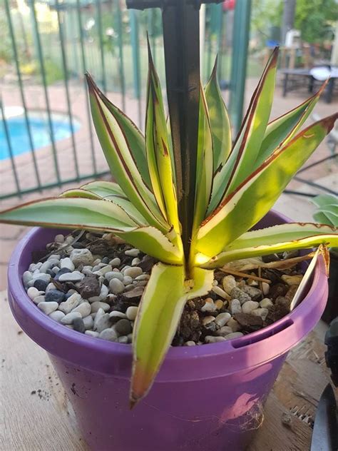 Agave Snow Glow Propagation (maybe) | Agave, Agaves, Succulents