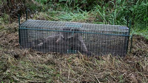 Espèces Invasives Le Raton Laveur Menace La Biodiversité En Wallonie