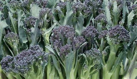 How To Grow Sprouting Broccoli