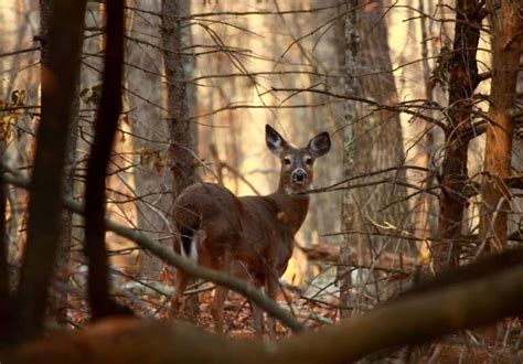 Deer in Headlights: Meaning and Origin Revealed - A-Z Animals