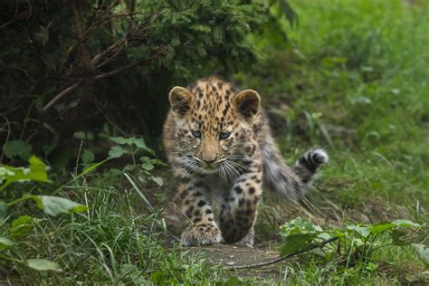 Leopardo De Amur Panthera Pardus Orientalis Características