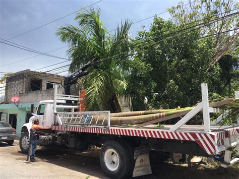 SUMINISTRO DE PLANTAS PALMERA Y ARBOLES Reverdeser alta jardinería