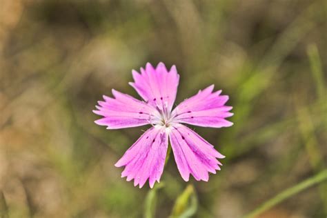 How To Grow And Care For Dianthus