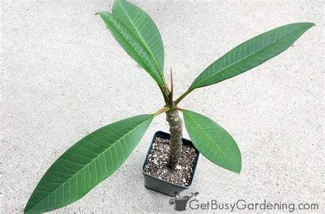 How To Propagate Plumeria Cuttings In 5 Easy Steps Artofit