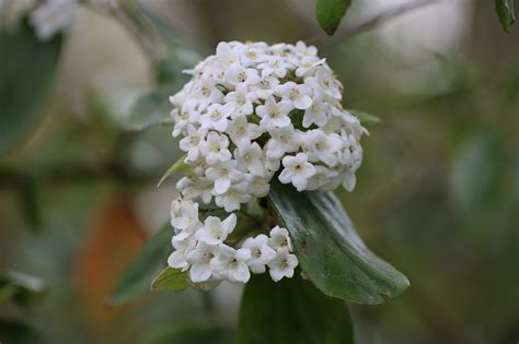 Viburnum Shrub Flowers - Free photo on Pixabay - Pixabay