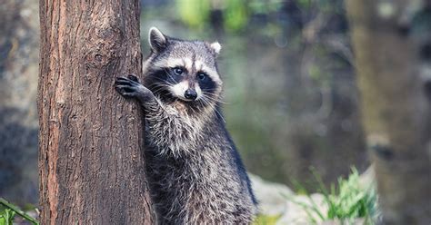 2020 11 Nov Raccoon Hugging Tree Photo By Susanne Spanell Animalkind