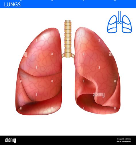 Human Body Organs Lungs Anatomy 3d Stock Illustration, 52% OFF