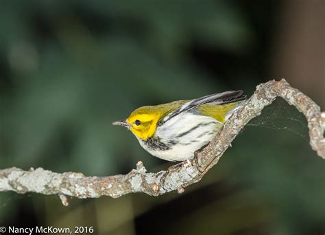 Photographing A Black Throated Green Warbler With Flash And Higher Iso