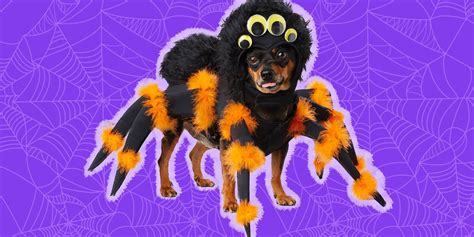 Dog Spider Costume: 7 Options Perfect For Halloween - DodoWell - The Dodo