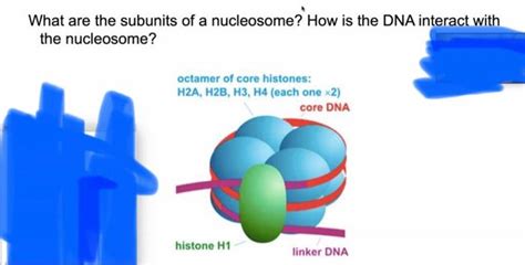 Solved What are the subunits of a nucleosome? How is the DNA | Chegg.com