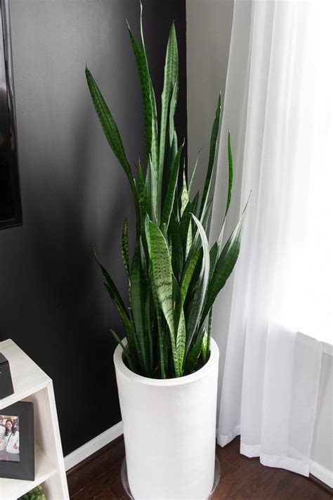 Your guide to caring for the hardy, timeless snake plant! | Plant decor ...