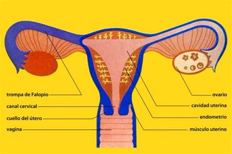 Sistema Reproductor Femenino Mind Map