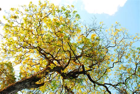 Ipê amarelo conheça a árvore símbolo de João Pessoa