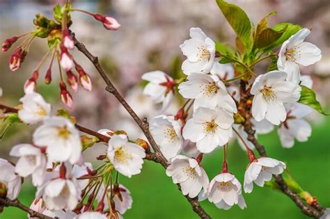 Flores De Cerejeira Ou Sakura Florescem Na Primavera Em Fundo Verde