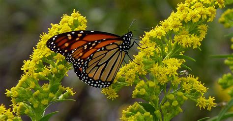 Our Top 10 Favorite Maryland Native Pollinator Perennials Artofit