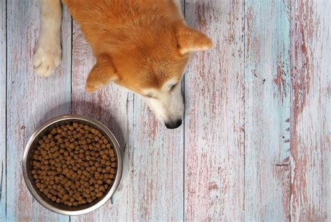 Triste Perro Akita Inu Se Aburre De La Comida Foto Premium