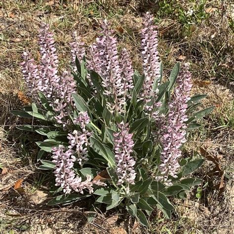 The Daily Bucket Florida Panhandle Roadside Wildflower Alliance