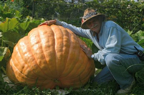 500-pound pumpkin growing in Alexandria Township vegetable garden - nj.com