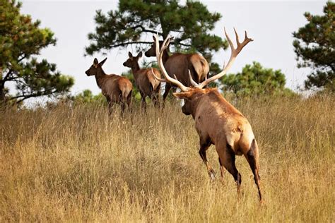 23 Places In America We've Had The Best Wildlife Encounters! (Photos ...