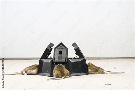 Three Hole Trap With Trapped Mice In Each Compartment From Mouse