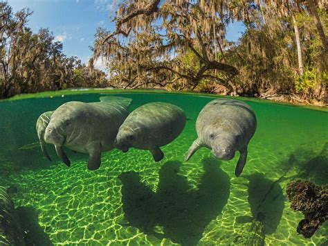 Holiday Headquarters On Twitter Manatee Pictures Manatee Manatee