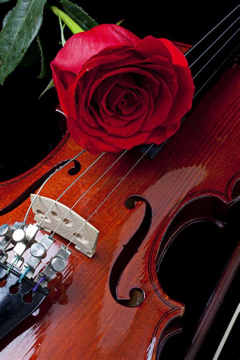 Red Rose With Violin Photograph By Garry Gay Fine Art America