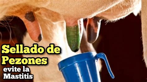 Sellado de pezones con esto evitará la Mastitis en su ganado lechero