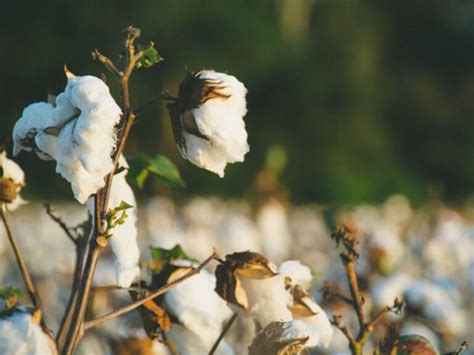 Algodão Preços Da Pluma Caem No Mercado Interno A Granja Total Agro