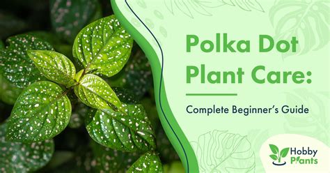 Polka Dot Plant Care Complete Beginner S Guide