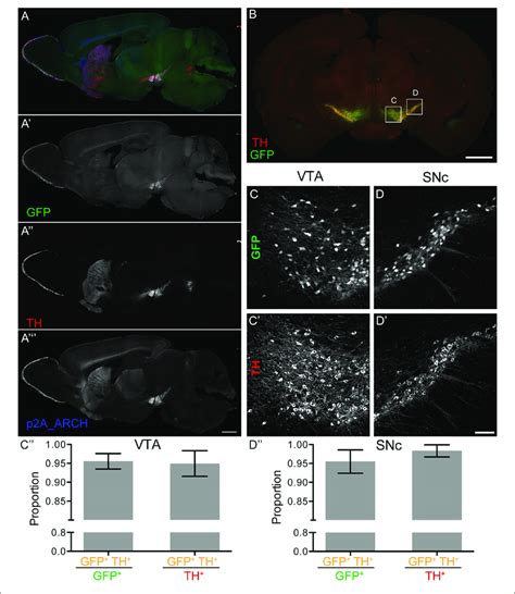 Dopamine Transporter Dat Enhanced Archt3 0 Earcht3 0 Expression Download Scientific