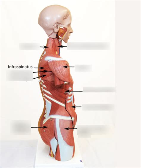 MUSCLES- TRUNK LATERAL Diagram | Quizlet