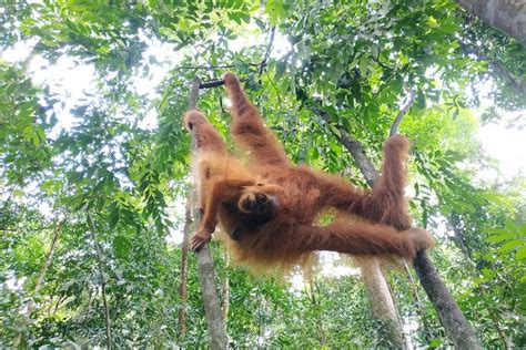 Tripadvisor Tage N Chte Nord Sumatra Tour Bukit Lawang Berastagi