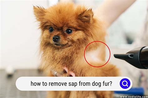 How To Remove Sap From Dog Fur Easy Oodle Life