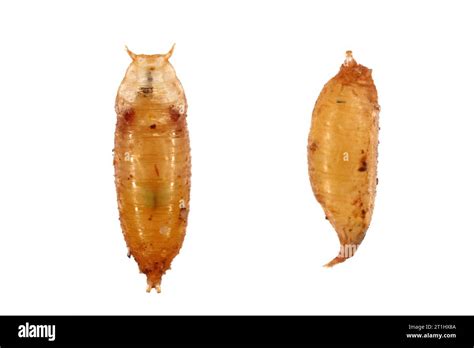 Drosophila Melanogaster Pupa Hi Res Stock Photography And Images Alamy