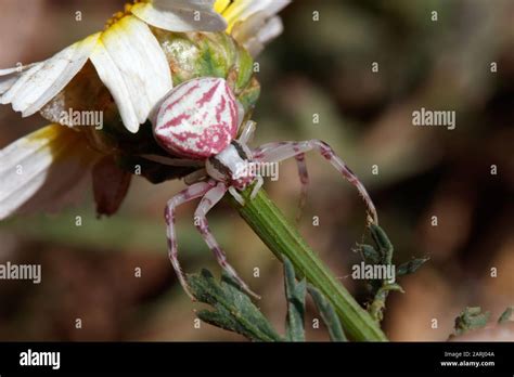 Pink crab spider hi-res stock photography and images - Alamy