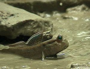 Peces Que Salen Del Agua Y Su Capacidad De Respirar En Tierra